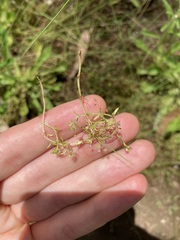 Crassula peduncularis