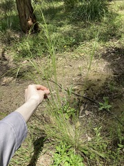 Austrostipa rudis