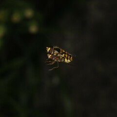 Simosyrphus grandicornis