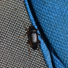 Lobopoda erythrocnemis