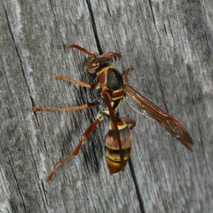 Polistes humilis