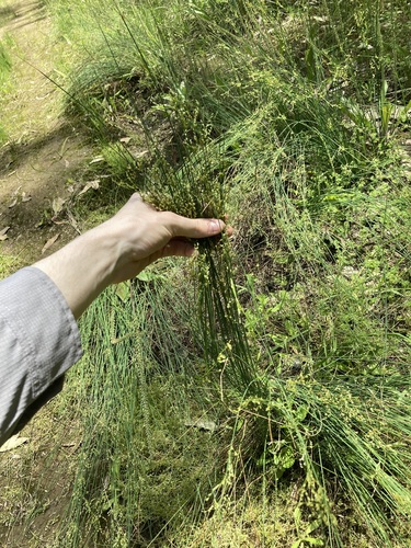 Image of Juncus usitatus by (c) Thomas Mesaglio, some rights reserved (CC BY)