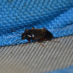 Lobopoda erythrocnemis