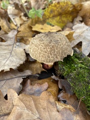 Xerocomellus chrysenteron