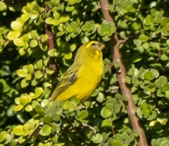 Crithagra sulphurata