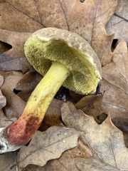 Xerocomellus chrysenteron