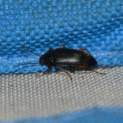 Lobopoda erythrocnemis