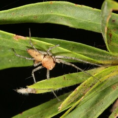 Oxyopes variabilis