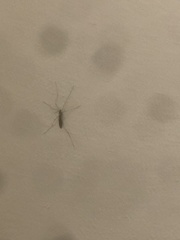 Tipula paludosa