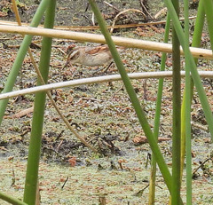 Phleocryptes melanops