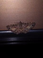 Pasiphilodes testulata