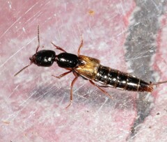 Megalinus flavocinctus