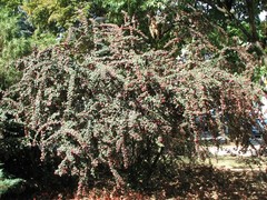 Cotoneaster multiflorus