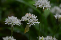 Allium ursinum
