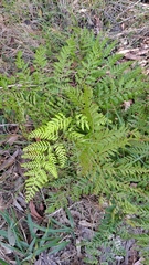 Calochlaena dubia