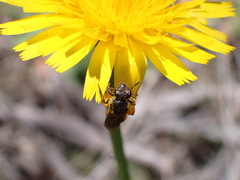 Parasphecodes