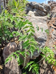 Rubus ludwigii