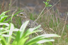 Burhinus capensis