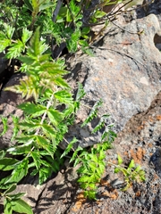 Rubus ludwigii
