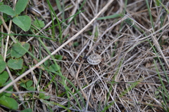 Backeljaia gigaxii