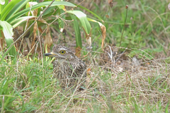 Burhinus capensis
