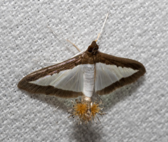 Diaphania