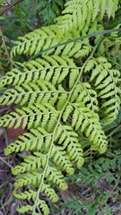 Calochlaena dubia