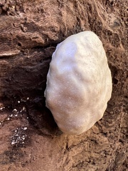 Reticularia