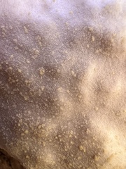 Reticularia