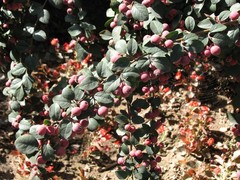 Cotoneaster multiflorus