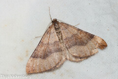 Larentia clavaria