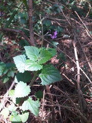 Equilabium petiolare