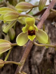 Cymbidium suave