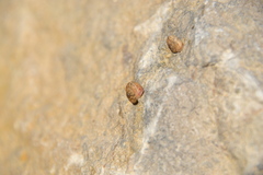 Backeljaia gigaxii