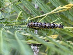 Jalmenus evagoras