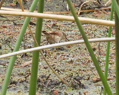 Phleocryptes melanops