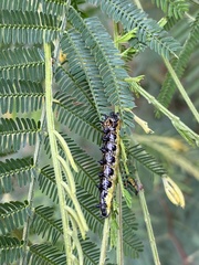 Jalmenus evagoras