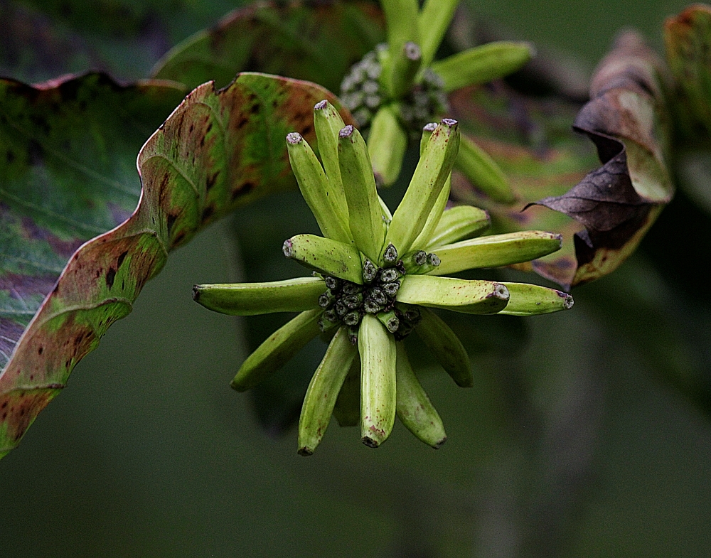 Camptotheca acuminata