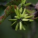 Camptotheca acuminata - Photo (c) Sid Francis, algunos derechos reservados (CC BY-NC), subido por Sid Francis