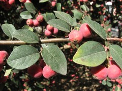 Cotoneaster multiflorus
