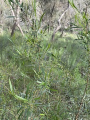 Dodonaea viscosa spatulata
