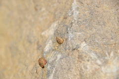 Backeljaia gigaxii