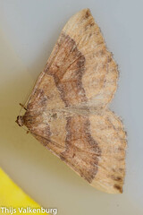 Larentia clavaria