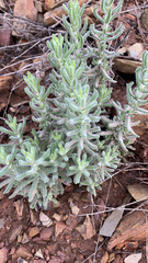 Teucrium