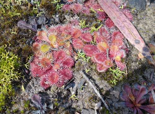 Drosera aberrans