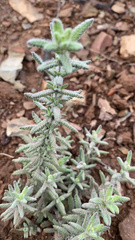 Teucrium