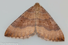 Larentia clavaria