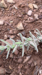 Teucrium