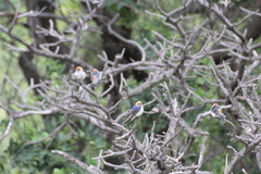 Cecropis abyssinica