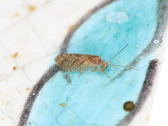 Micromus angulatus